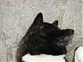 slickdog's Avatar
